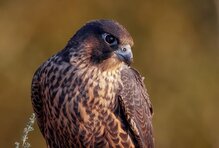 (c) Vladimir Kharuk_CC BY 4.0