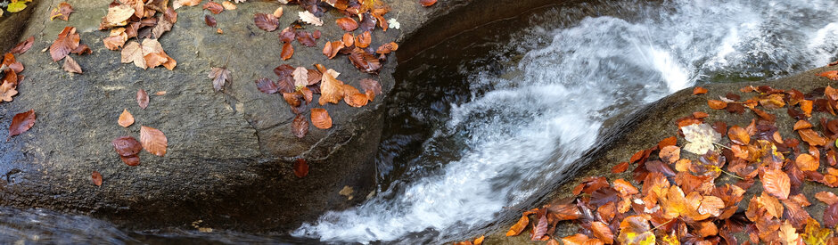 (C) WWF Suisse / Florian Haeggenli